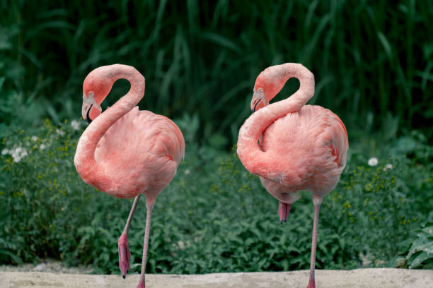 Detail of two American flamingos, Phoenicopterus ruber, in the same pose, with silhouettes clearly cut against darker green background. The only flamingo that naturally inhabits North America. stock photo