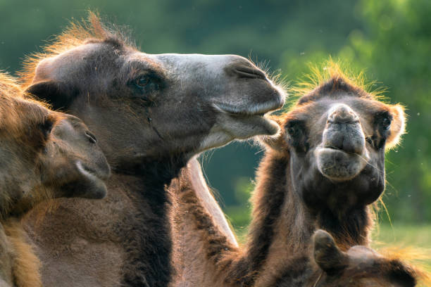 detail of a group of bactrian camels, camelus bactrianus, also known as the mongolian or domestic camel.  large even-toed ungulate native to the steppes of central asia. - bactrianus imagens e fotografias de stock