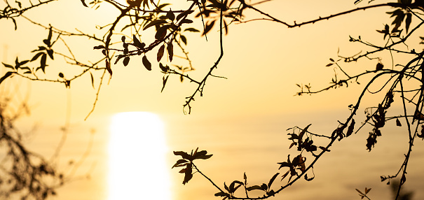 Plant shadow in front of the sunset. Nature background, silhouette of tree branches above golden, shiny sea surface at sunset