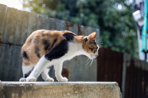 istock A three-colored Thai cat stands on the concrete behind the house. 1329050502