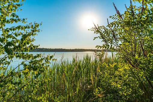 Beautiful summer sunset behind reed at a lake