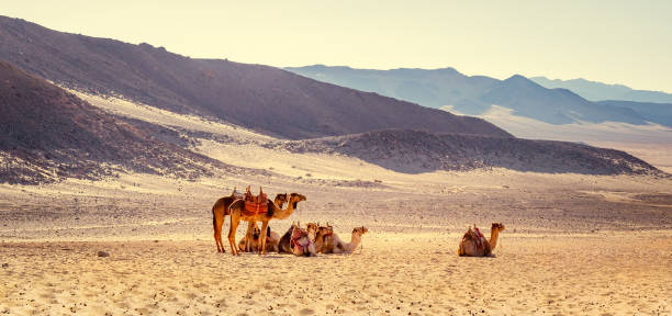 desert safari on camels at mountain hills, pack animals of bedouins in egypt. - journey camel travel desert imagens e fotografias de stock