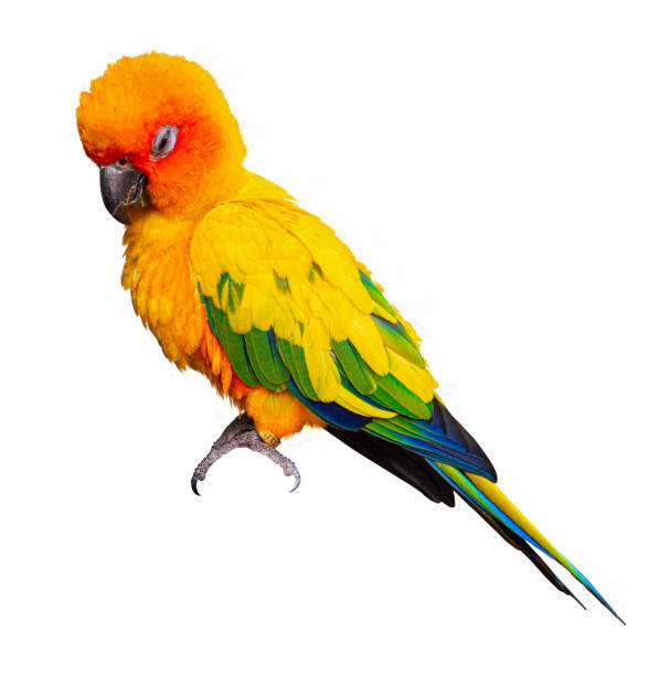 istock Parrots, Sun Cornure, yellow and green. Parrots are raised independently. Can fly as needed. cute bird or pet naturally reared Not caged or chained, able to fly freely. isolated on white background. 1329052852