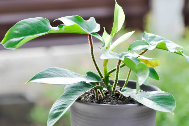 istock Philodendron pedatum, Philodendron plant 1329052876