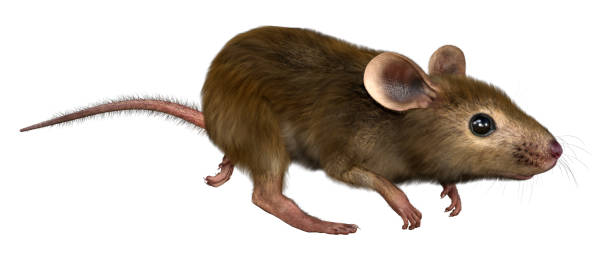 istock 3D illustration little house mouse on white 1329052917