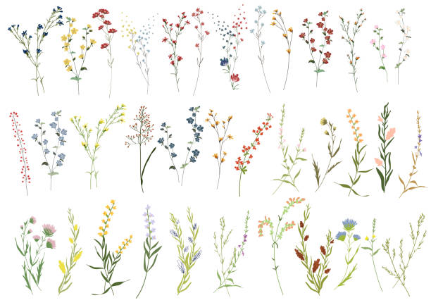 duży zestaw botanicznych kwiatów kwiatowych. gałęzie, liście, zioła, dzikie rośliny, kwiaty. ogród, łąka, liść zbioru pola, liście, gałęzie. ilustracja wektorowa bloom izolowana na białym tle - botanic stock illustrations