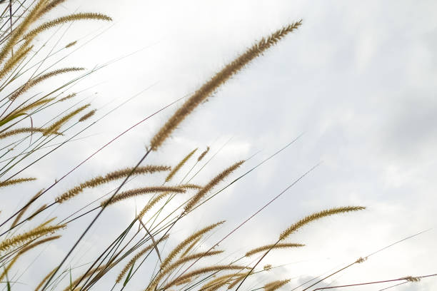istock Reed plants with clouds in the background 1329054555