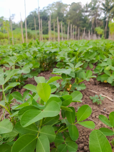 istock Peanut plant in the garden 1329057079