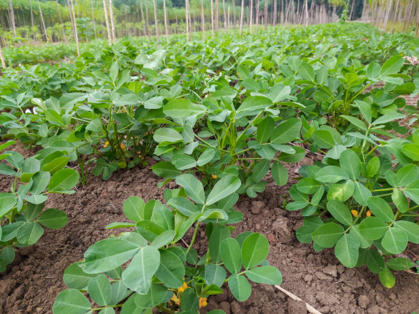 istock Peanut plant in the garden 1329057231