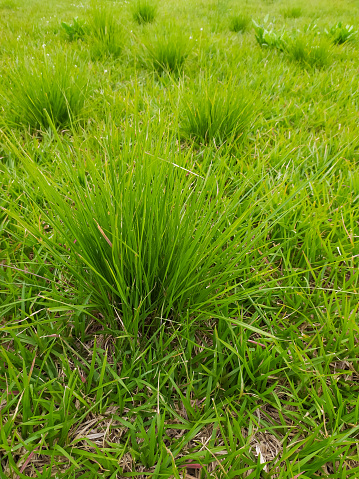 Weeds among the grass of the football field. unkempt field grass