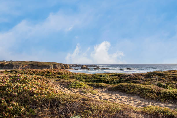 istock Path out to beach through the succulents on the cliffs with footprints and ocean in background with a few people walking down on the sand Ft Bragg California USA. 1329060742
