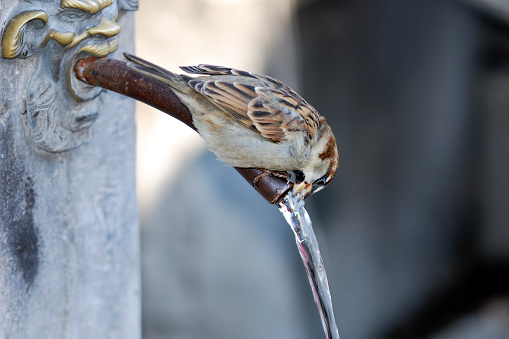 a sparrow  drinking water from a metal pipe in venice - italy