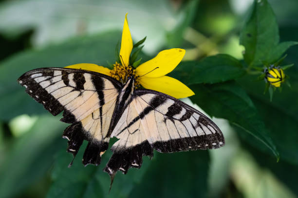 istock Eastern Tiger Swallowtail Butterfly Sipping Nectar from the Accommodating Flower 1329062994