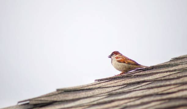 House sparrow