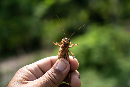 a Asian girl catching a damselfly.