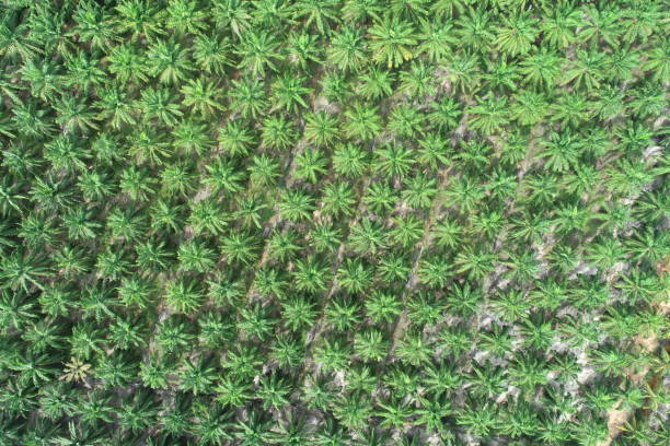 istock Arial view of palm agricultural 1329063331