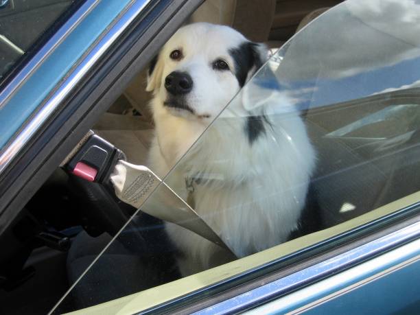 istock Dog waiting in car 1329064148