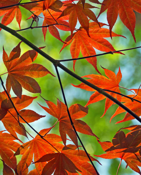 Backlit red maple leaves stock photo