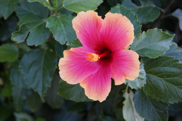 Hibiscus flower pink and orange stock photo