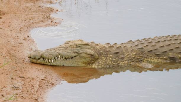 istock The crocodile on the lake 1329064528