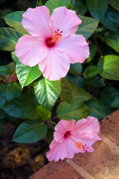 two pink hibiscus flowers in garden stock photo