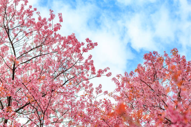 istock The branches of the cherry tree are blooming in the bright sky. 1329064601