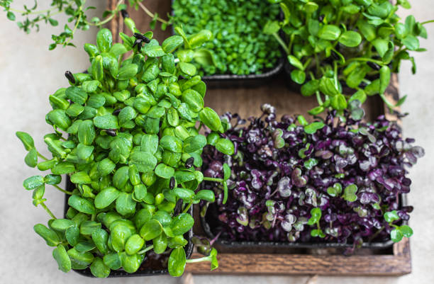 istock Different types of micro greens in containers. Seed germination at home. Vegan and healthy eating concept. Organic raw microgreens. 1329064603