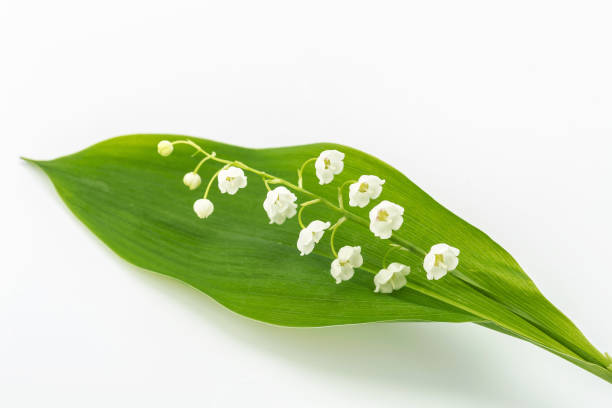 istock White flowers lilies of the valley 1329065200