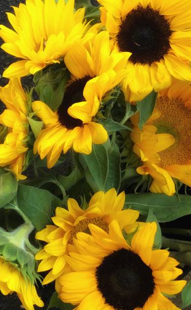 Bunch of yellow sunflowers stock photo