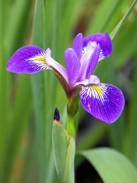 Wild purple iris in nature stock photo