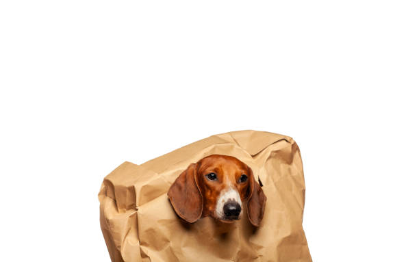 istock image of dog paper bag white background 1329065332
