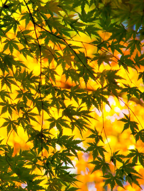 Green maple leaves with yellow background stock photo