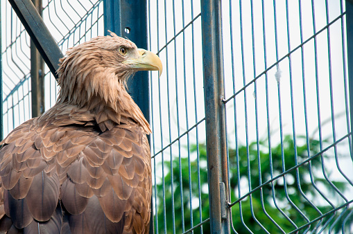 bird eagle is in the European zoo, people care. High quality photo