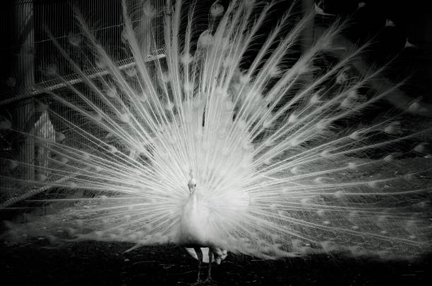 istock a white peacock let out a beautiful tail. black and white photo 1329065886