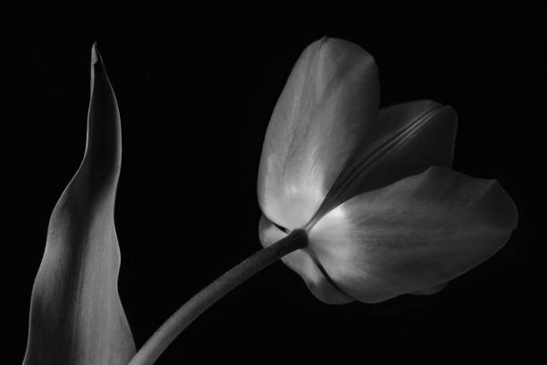istock Beautifully Tulip 1329067071