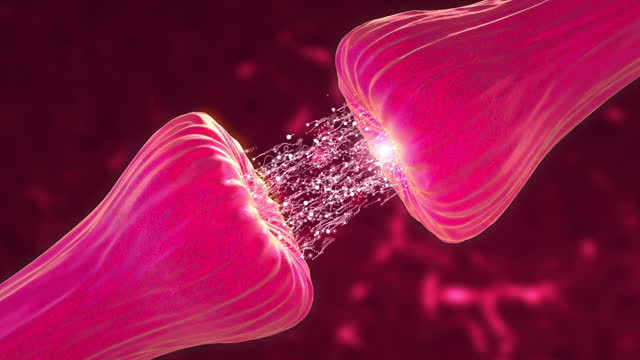 Neuronal and Synapse Activity animation showing chemical messengers or neurotransmitters released. Neurons showing neuroactivity, synapses, neurotransmitters, brain, axons.