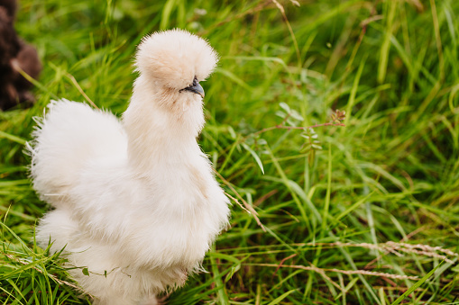 White silkie hen in the outdoor enclosure in the green meadow. Color editing. Selective focus. Part of a series.