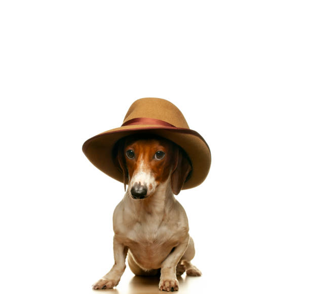 istock image of dog hat white background 1329069505