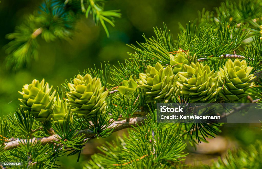 Larch Tree Cones The green cones of a larch tree growing on Cape Cod in mid summer. Larch Tree Stock Photo