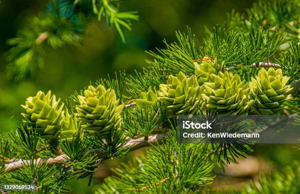 Larch Tree Cones Stock Photo - Download Image Now - Larch Tree, Needle - Plant Part, Woodland