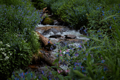 A mountain creek flowing through the colorful wildflowers