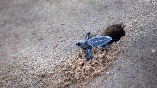 Back to sea The Government and NGOs took care of Olive ridley eggs near the Besant nagar beach and after the eggs were hatched, the turtles were let into the sea. pacific ridley turtle stock pictures, royalty-free photos & images