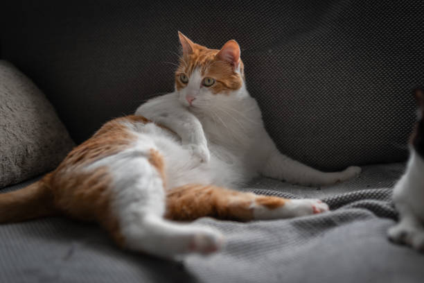 istock brown and white cat with yellow eyes lying on a gray sofa 1329069841