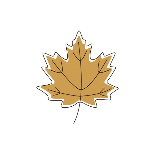 jesienny liść klonu wyizolowany na białym tle. - maple leaf leaf autumn single object stock illustrations