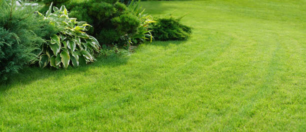 istock Beautiful manicured lawn and flowerbed with deciduous shrubs on plot or park. 1329070838