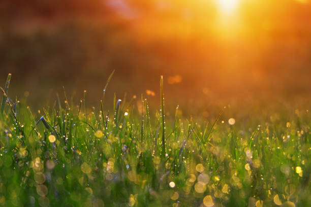 밝은 새벽 태양의 광선 아래 아침 이슬과 녹색 잔디. - 이슬 뉴스 사진 이미지