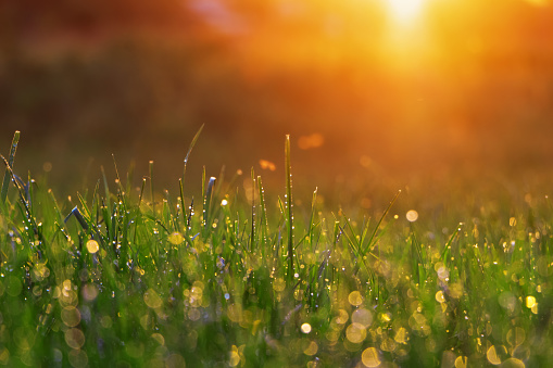 istock Green grass with morning dew under the rays of the bright dawn sun. 1329071709