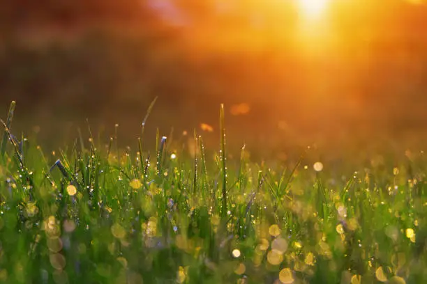 Green grass with morning dew under the rays of the bright dawn sun.