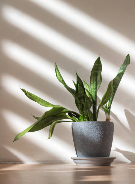istock Home plant in a pot on a white concrete wall background. 1329071719