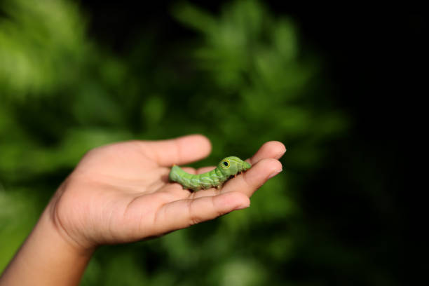 Little Boy Looking at a Caterpillar holding in hand